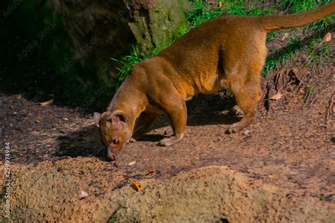 fossa is a feline predator of the island of madagascar Stock Photo | Adobe Stock