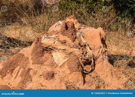 Snake House Made Up of Red Colored Mud or Soil Stock Photo - Image of concept, background: 138365822