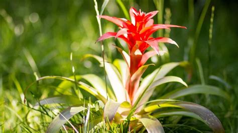 Guzmania Bromeliad Care — The Definitive Guide