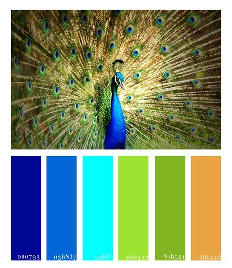 The Peacock Bride {Color Palette Monday} | 色, スケッチ, 孔雀