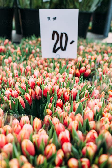 "Tulips On Flower Market" by Stocksy Contributor "R A V E N" - Stocksy