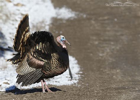 Spring Wild Turkey Photos With Snow - Mia McPherson's On The Wing Photography