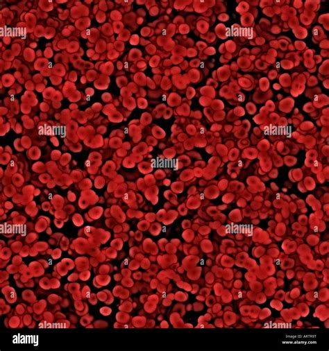 seamless image lots of red blood cells under the microscope Stock Photo - Alamy