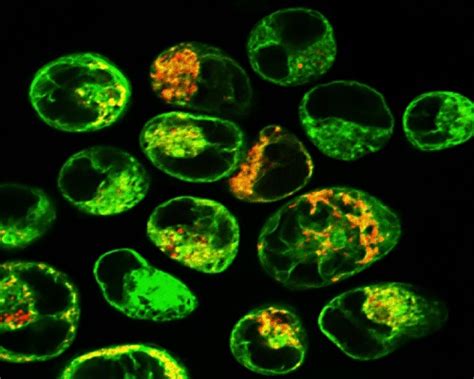 Cell Marker - Creative Diagnostics