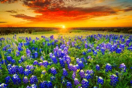 Texas pasture filled with bluebonnets at sunset - Sunsets & Nature Background Wallpapers on ...