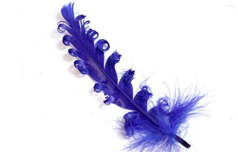 Blue Curled Duck Feathers. 5 Navy Colored Bird Feathers for - Etsy