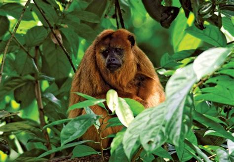 Howler monkey | Definition, Size, Diet, Habitat, & Facts | Britannica