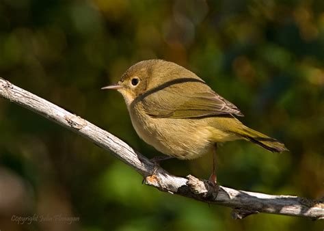 Common Yellow-throat Warbler