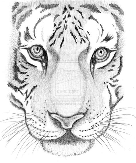 sandrab | Tiger drawing, Tiger sketch, Cool drawings