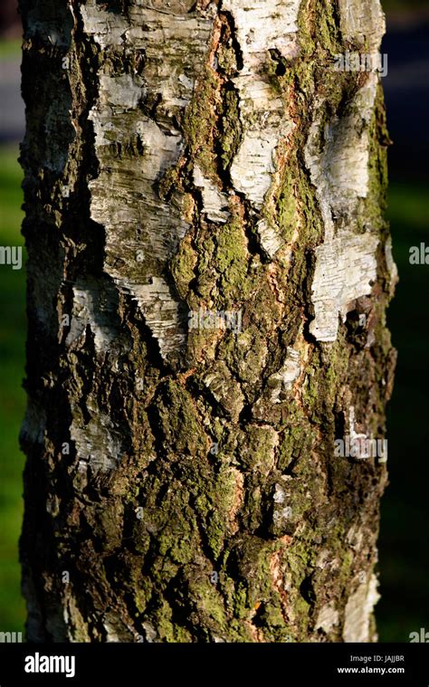 Silver birch tree bark hi-res stock photography and images - Alamy