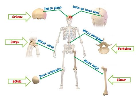 Tipos De Huesos Las Funciones Vitales De Los Seres Humanos La 18544 ...