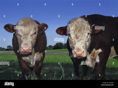 Polled hereford cattle hi-res stock photography and images - Alamy