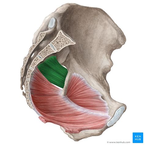 Muscles of the Pelvic Floor - Anatomy & Function | Kenhub