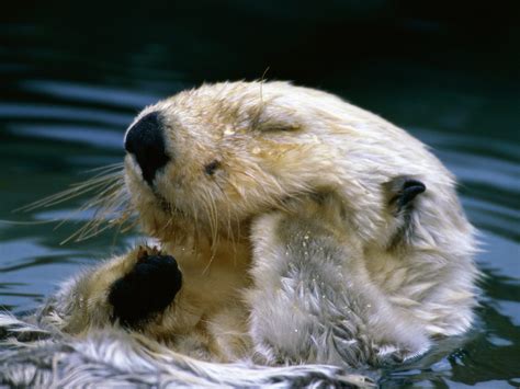 Sea Otter wallpaper | 1600x1200 | #59014