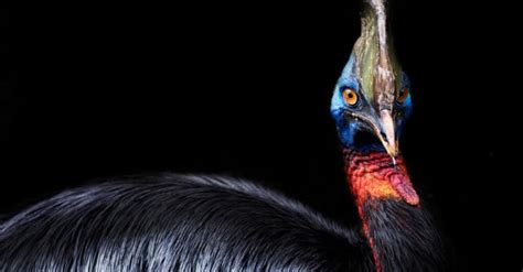 Cassowary - A-Z Animals