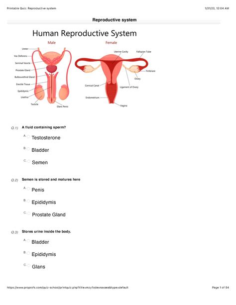 Reproductive system - This is a practice quiz to help you be successful ...