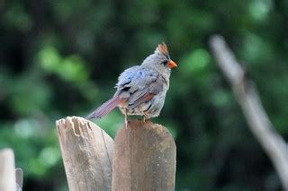 Zoo Atlanta | Female Cardinal, her peek-a-boo kid. | randa2e | Flickr