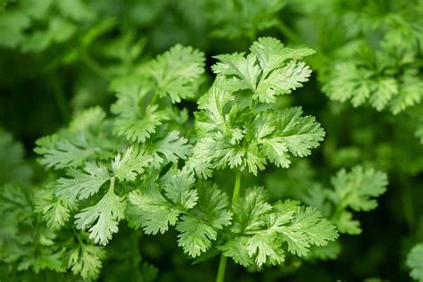 19 of the Best Types of Cilantro | Gardener’s Path