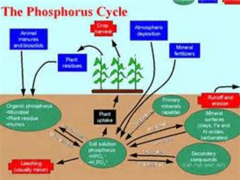 What Is Phosphorus Cycle