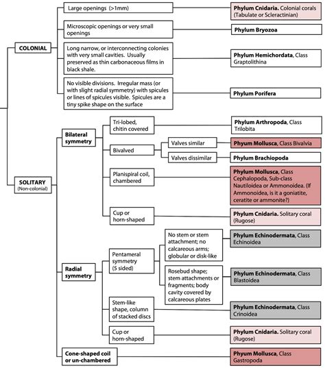 Classification of Animals & Plants – Laboratory Manual for Earth History