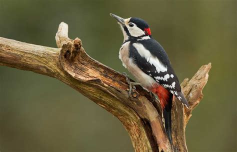 Pictures of woodpeckers in pennsylvania – Ericvisser