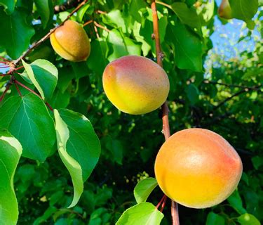 Extraordinary stone fruit season kicks off | Produce News