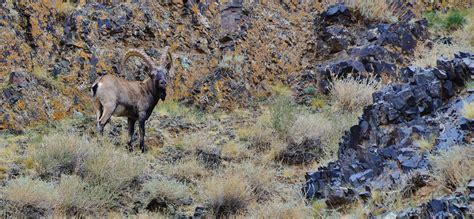 Wildlife Watching in Mongolia 2024 - Rove.me