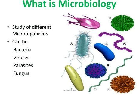 25 Branches of Biology and Their Definition & Meaning from A to Z in ...