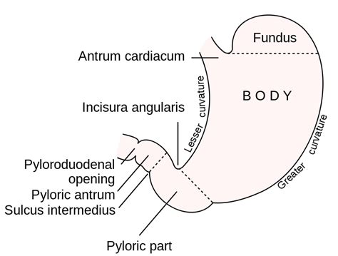 The Stomach | Boundless Anatomy and Physiology