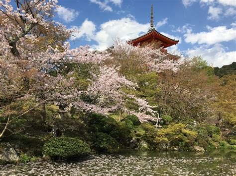 Spring in Japan: A Celebration of Sakura | by Shobhna Decloitre | Medium