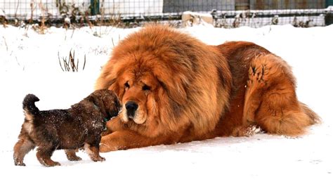 Can A Tibetan Mastiff Kill A Bear