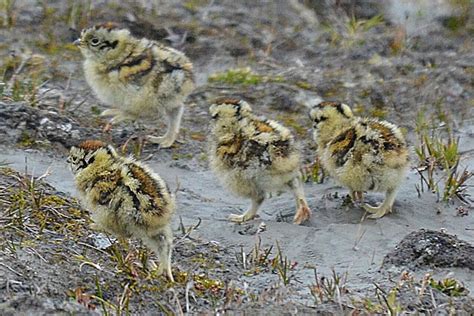 Rock Ptarmigan Chicks (Lagopus Mutus)