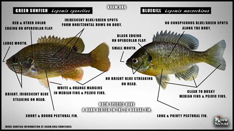 Redbreast Sunfish Vs Bluegill