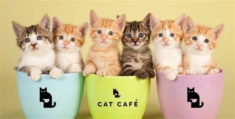 Cat Cafe Manchester is recruiting for cat nanny jobs | Metro News