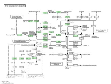 KEGG PATHWAY: Sphingolipid metabolism - Neurospora crassa