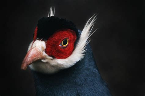 Blue-eared pheasant | Blue-eared pheasant at Avifauna, the N… | Flickr