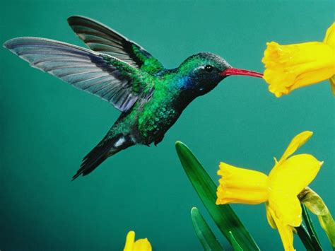 Colibri Wallpaper HD Download