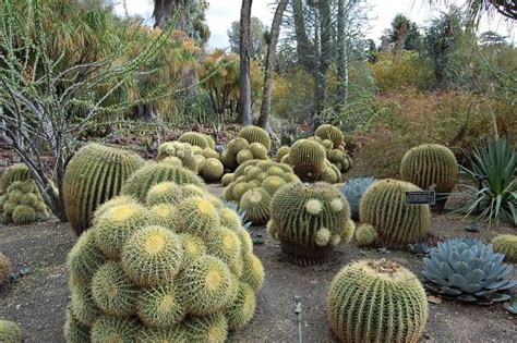 Top 5 Most Mysterious Desert Plants In The World - ALLRefer