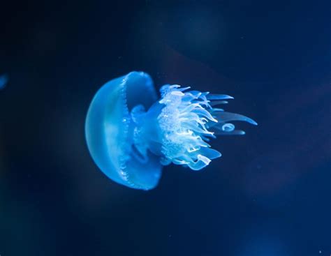 Float Like A Beach Ball, Sting Like A...... Jellyfish - Proactive Vacations