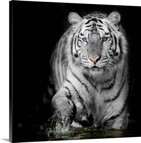 Black And White Tiger | Great Big Canvas