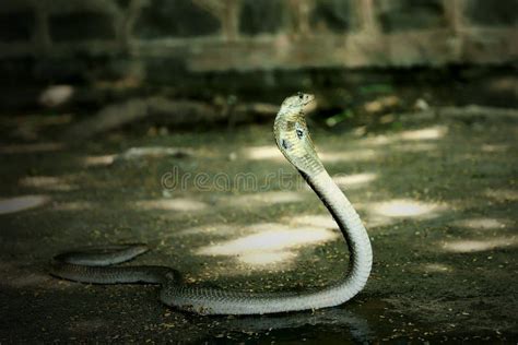 Indian Cobra Venom Snake Beautiful Wallpaper . Stock Image - Image of frequently ...