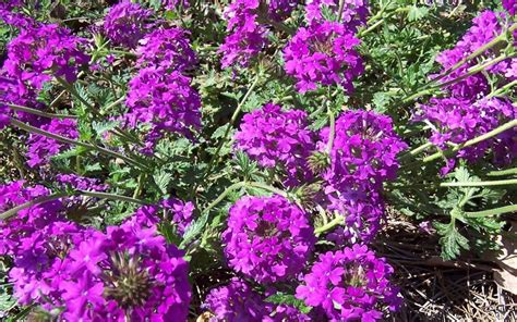 Homestead Purple Hardy Verbena - 12 Count Flat of Pint Pots ...