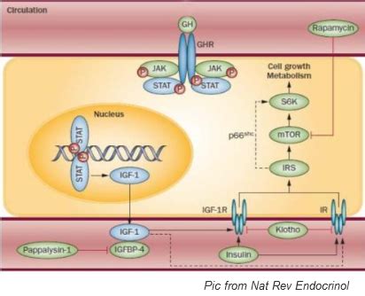 Growth Hormone / IGF-1 Signaling Pathway Transduction