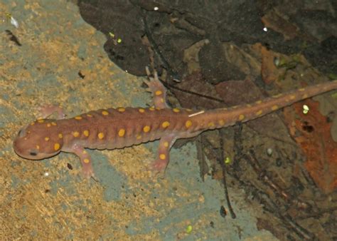 Pink salamanders. I'm not kidding.