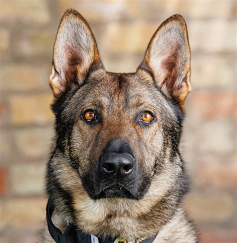 Sable German Shepherd: How Different Are They?, 41% OFF