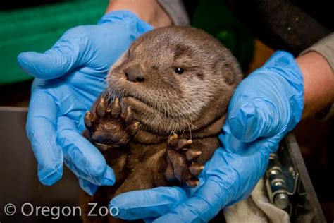 Just Say ‘Mo’: Oregon Zoo’s Baby River Otter Gets A Name - ZooBorns