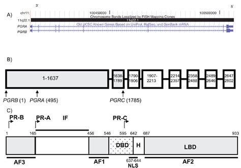 Location and structure of the human progesterone receptor | Download Scientific Diagram