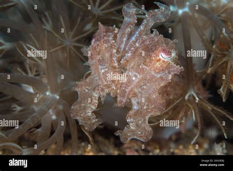 Papuan cuttlefish swimming about coral reef Stock Photo - Alamy