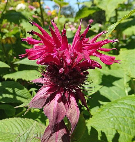 Bergamot 'Cambridge Scarlet' (Monarda 'Cambridge Scarlet') - growing guides