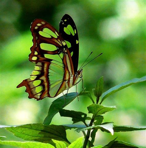 Green butterfly, Beautiful butterflies, Butterfly